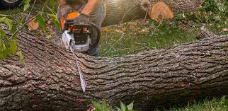 Best Tree Maintenance Programs  in Ogden, KS